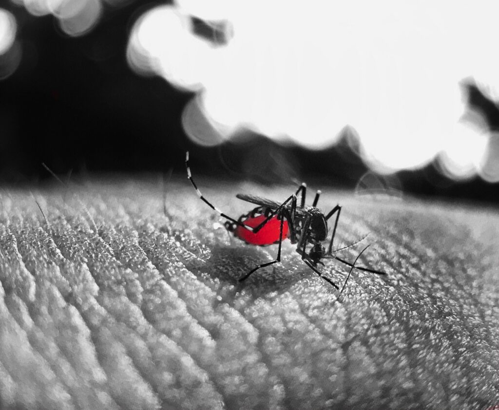 busy, animal, bite, sting, sucking, skin, black and white, red, dengue fever