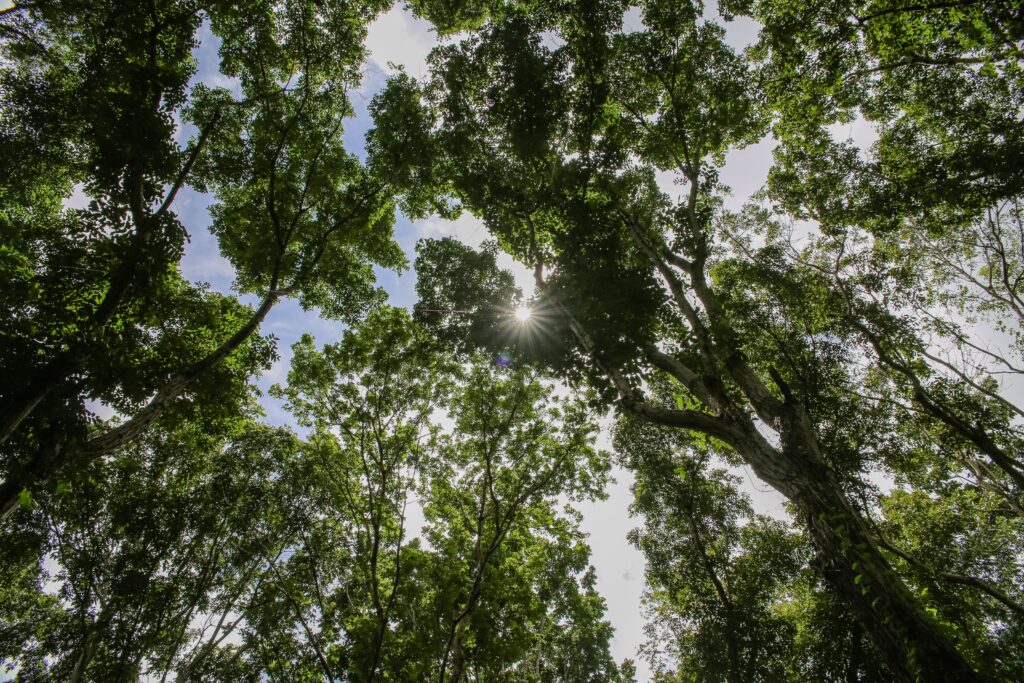 Sunlight peeks through the lush forest canopy in Paragominas, Pará, capturing nature's serene beauty.